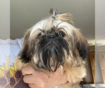 Small #3 Shih Tzu