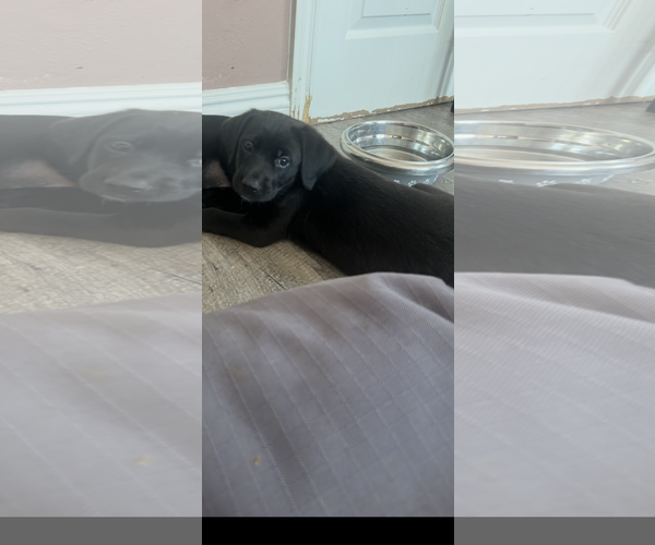 Medium Photo #1 Labrador Retriever-Unknown Mix Puppy For Sale in San Diego, CA, USA