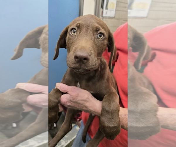 Medium Photo #1 German Shorthaired Pointer-Unknown Mix Puppy For Sale in Rustburg, VA, USA