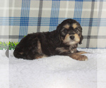 Small Photo #3 Cavachon Puppy For Sale in GAP, PA, USA