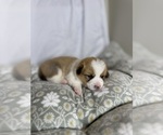 Small #5 Pembroke Welsh Corgi