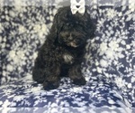 Small #4 ShihPoo