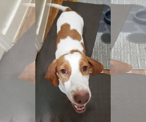 EVIE - Female Basset Hound Dog for Adoption - Photo #3