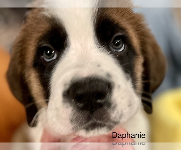 Medium Photo #1 Saint Bernard Puppy For Sale in SAVANNAH, MO, USA