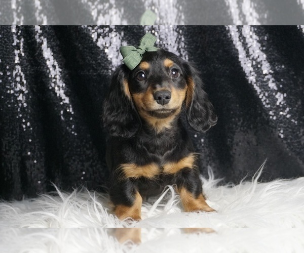 Medium Photo #3 Dachshund Puppy For Sale in WARSAW, IN, USA