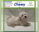 Image preview for Ad Listing. Nickname: Chewy
