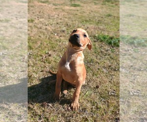 Colt - Male Mutt Dog for Adoption - Photo #2