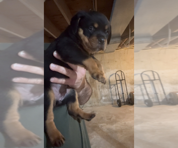 Medium Photo #2 Rottweiler Puppy For Sale in WALLINGFORD, CT, USA
