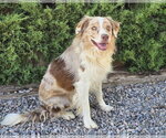 Small #1 Australian Shepherd