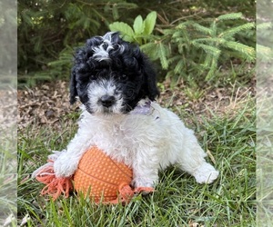 Havapoo Puppy for Sale in MIDDLEBURY, Indiana USA