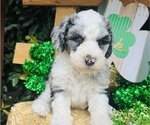 Small #4 Sheepadoodle