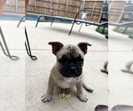 Puppy 3 French Bulldog