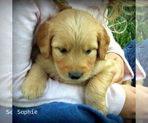 Goldendoodle-Poodle (Standard) Mix Puppy for sale in HUTCHINSON, KS, USA