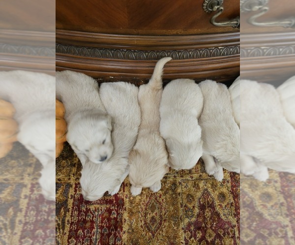 Medium Photo #11 Golden Retriever Puppy For Sale in ELVERTA, CA, USA