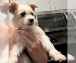 Small #1 Mutt