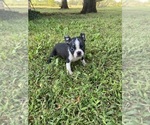 Small #1 Boston Terrier