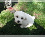 Small Photo #22 Coton de Tulear Puppy For Sale in COLUMBIA, MO, USA