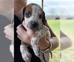 Coonhound Puppy for sale in ZANESVILLE, OH, USA