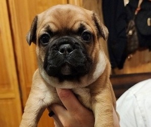French Bulldog Puppy for sale in QUINCY, IL, USA