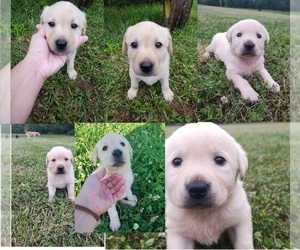 Labrador Retriever Puppy for sale in GREENVILLE, SC, USA
