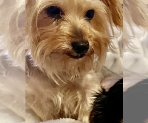 Mother of the Yorkshire Terrier puppies born on 04/17/2025