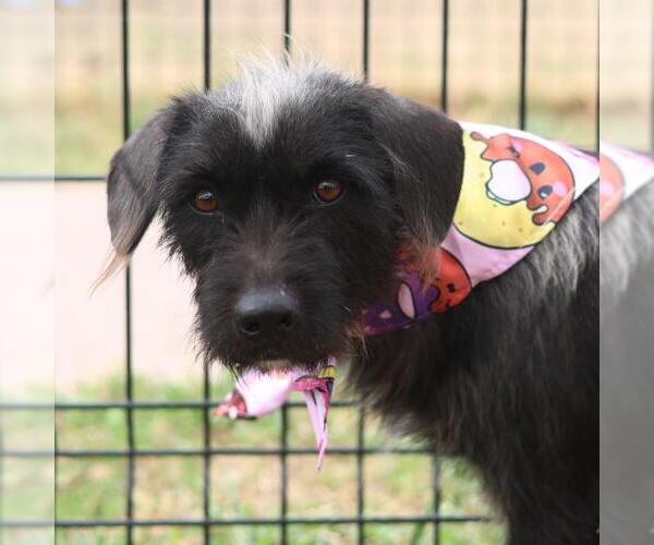 Medium Photo #1 Mutt Puppy For Sale in San Antonio, TX, USA