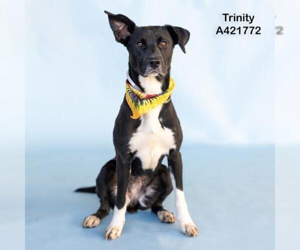 Medium Photo #1 Labrador Retriever-Unknown Mix Puppy For Sale in Conroe, TX, USA