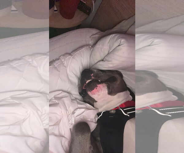 Medium Photo #29 American Pit Bull Terrier-Unknown Mix Puppy For Sale in Princeton, MN, USA