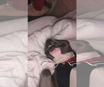 Small #28 American Pit Bull Terrier Mix