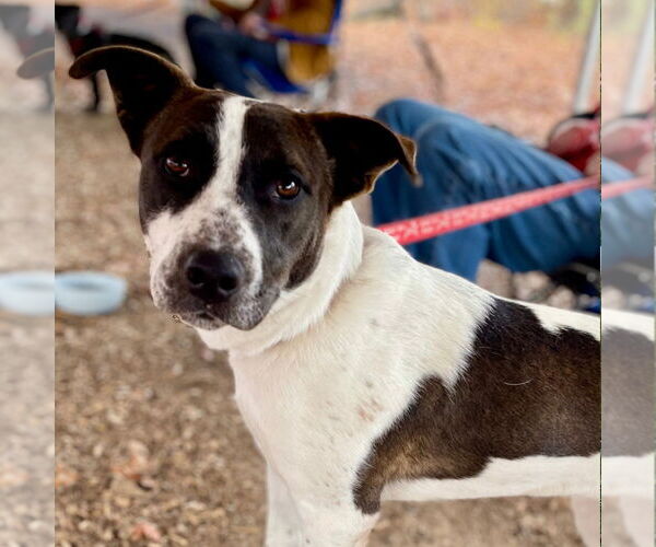 Medium Photo #3 Pointer-Unknown Mix Puppy For Sale in Canton, CT, USA