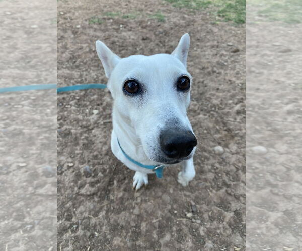 Medium Photo #4 Mutt Puppy For Sale in Chandler, AZ, USA