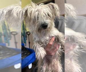 Maltese-Unknown Mix Dogs for adoption in Rockwall, TX, USA
