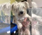 Small Maltese Mix