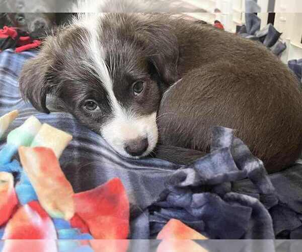 Medium Photo #1 American Pit Bull Terrier-Chihuahua Mix Puppy For Sale in Springdale, PA, USA