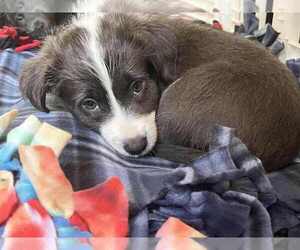 American Pit Bull Terrier-Chihuahua Mix Dogs for adoption in Springdale, PA, USA