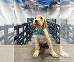 Small #4 Labrador Retriever