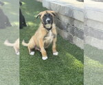 Small #7 Labrador Retriever Mix