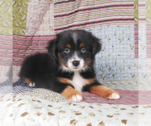 Miniature Australian Shepherd Puppy for sale in HARRISON, OH, USA