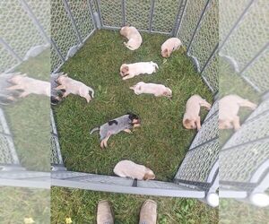 Australian Cattle Dog Puppy for sale in FORAKER, IN, USA