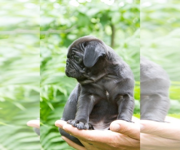 Medium Photo #3 Pug Puppy For Sale in HANNA CITY, IL, USA