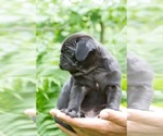 Small #2 Pug