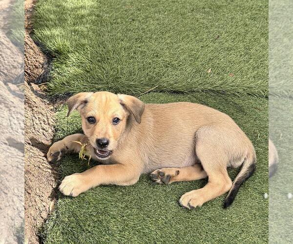 Medium Photo #3 Labrador Retriever-Unknown Mix Puppy For Sale in San Diego, CA, USA