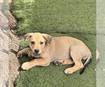 Small #2 Labrador Retriever Mix