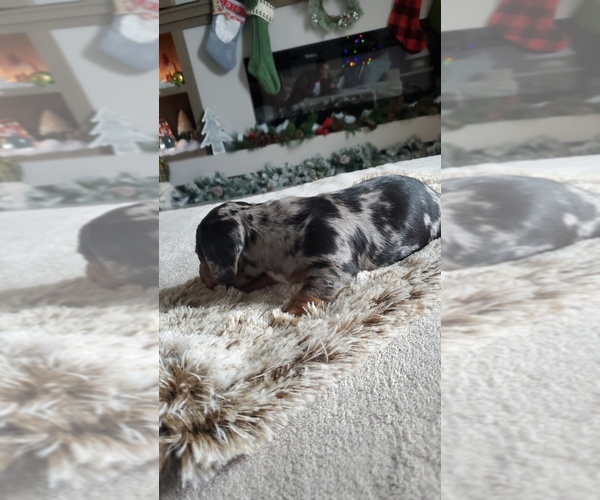 Medium Photo #2 Dachshund Puppy For Sale in MYSTIC, IA, USA