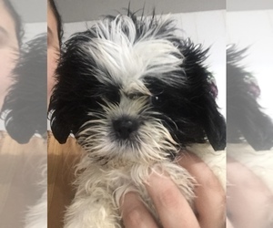 Mother of the Shih Tzu puppies born on 08/22/2022