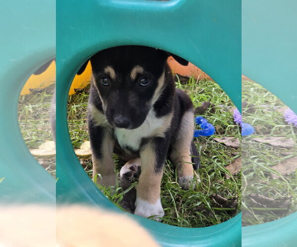 Medium Photo #1 Border Collie-Unknown Mix Puppy For Sale in Garden City, NY, USA