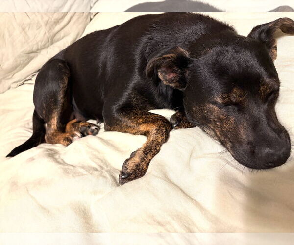 Medium Photo #2 Holland Shepherd-Retriever  Mix Puppy For Sale in San Diego, CA, USA