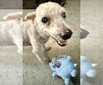 Small #3 Mutt