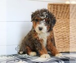 Small #2 Bernedoodle (Miniature)