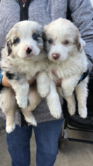 Australian Shepherd Puppy for sale in WESTLAND, MI, USA